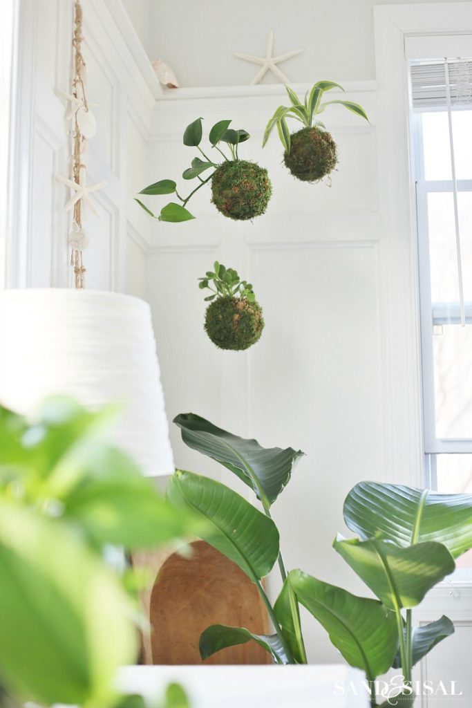 diy kokedama japanese moss ball planters