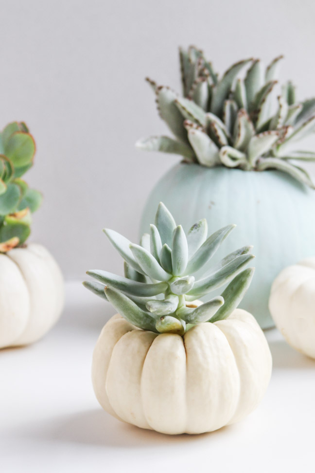 diy mini pumpkin planter organic planter