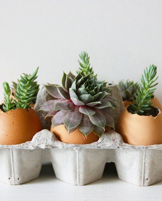 egg shell planter diy organic planter