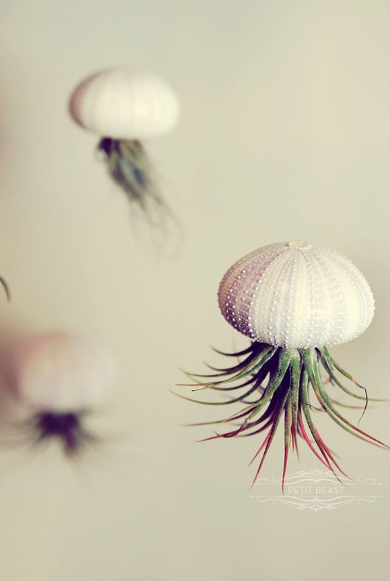 hanging air plant in shell jellyfish