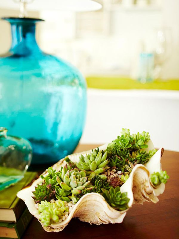 Sea shell planter succulent planter