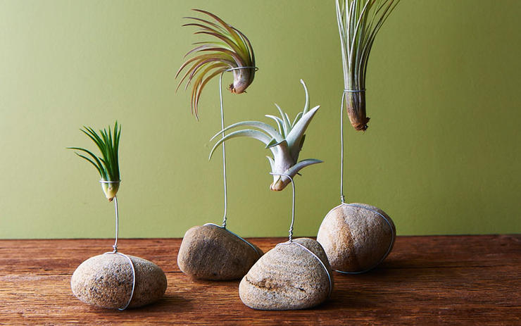 rock planter air plants diy