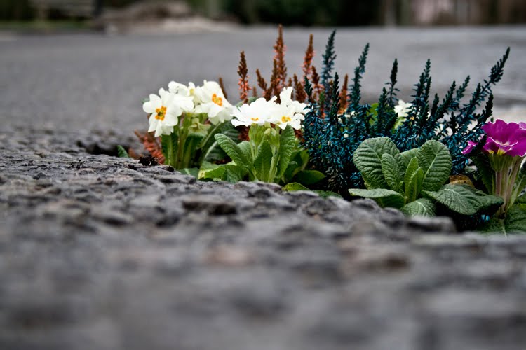 Pothole_garden_01